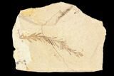 Metasequoia (Dawn Redwood) Fossil - Montana #85795-1